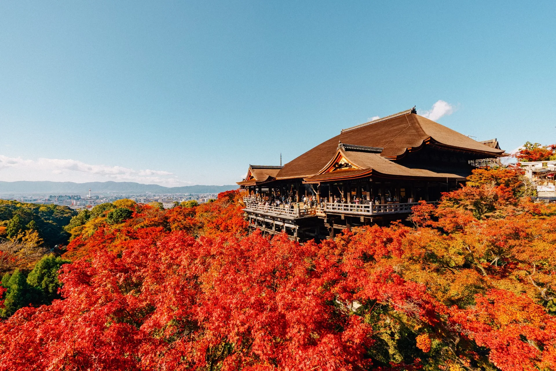 Excursión Hanami o Momiji